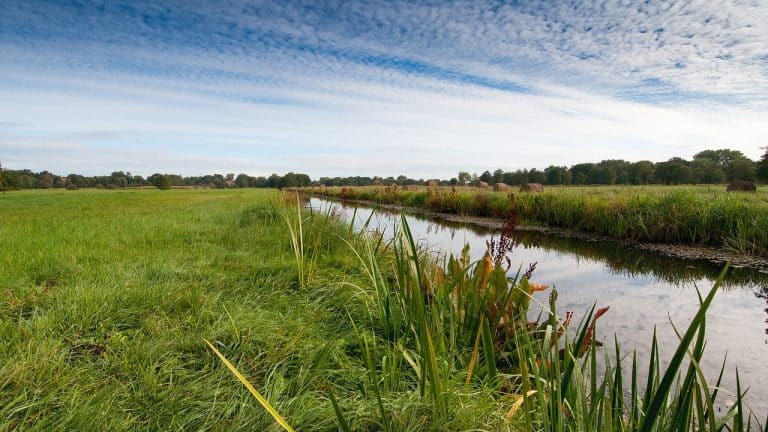 Ein Fluss, der durch eine Wiese fließt und Ruhe und Gelassenheit vermittelt.